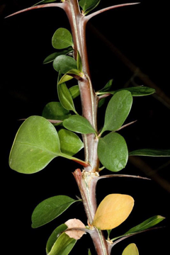 Spine: a modified leaf; here the petiole is spinose and the blade falls off - Fouquieria splendens [Fouquieriaceae]